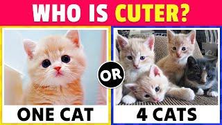 Would You Rather...? CATS Edition 