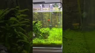  planted setup || platy fish || tetra fish #plantedtanksetup #shorts