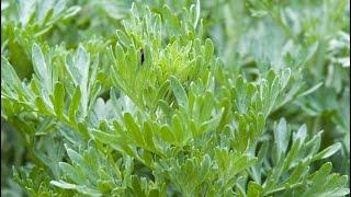 Wormwood (Artemisia Annua & Artemisia Absinthium): Nature's Secret Weapon Against Cancer!