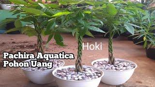 Money Tree (Pachira Aquatica) Care / Pohon Uang