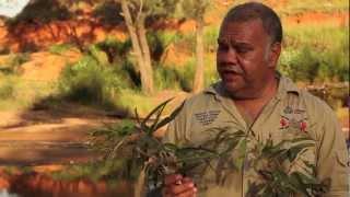 Plants uses and medicines near Woorabinda with Steve Kemp