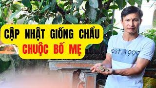 Cập Nhật Giá Chẩu Chuộc Giống Bố Mẹ Mới Nhất Tháng 9 - Trại Giống Đông Sơn