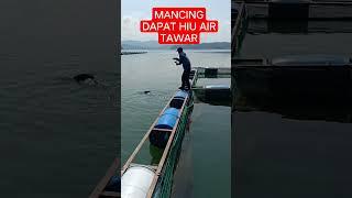 Hiu air tawar/patin jumbo #mancing #wadukwadaslintang #shortvideo