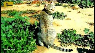 Most Amazing Cute Cat Moments Cat