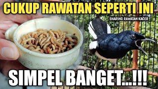 SIMPEL..!! MERAWAT KACER YANG BEGINI?? | SHARING PERAWATAN KACER BODY KECIL