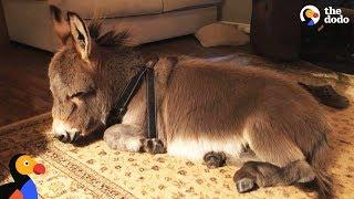 Tiny Donkey Thinks He's Actually A Dog  | The Dodo