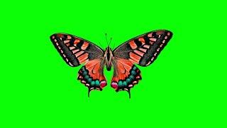 green screen butterfly for chroma key | Vidtricks