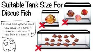 Discus Fish Tank Guide