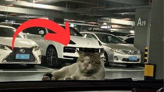 The poor stray cat, bullied by its peers, sat alone on the hood, tears in his eyes as he met my gaze