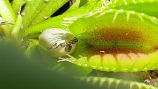 Venus Flytrap feeding