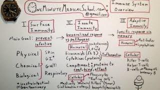 Immune System Overview - One Minute Medical School