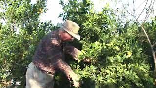 How to Prune Orange Trees