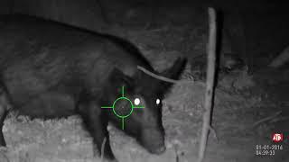 Killing a hog with a .22 Gamo Swarm Magnum 10x with an ATN Night Vision X-Sight II 5-20x scope.