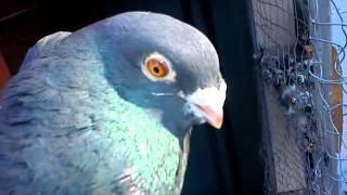 Rare Breed - The Egyptian Swift Pigeon