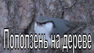 Поползень обыкновенный. Поползень на дереве. Птицы Новосибирска.