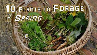 10 Springtime Wild Edible Plants you can Forage NOW