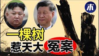 一棵树造成天大外交冤案，台湾大陆民生比较有结论，减轻学生负担但是增加学习习近平思想，朝鲜英语学不好的教训，瑞丽人求救（小木谈天第199期 20211101）