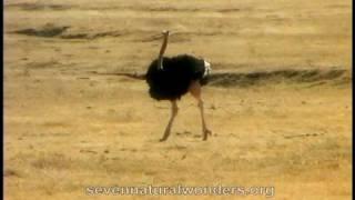 How fast does an Ostrich run?.mov