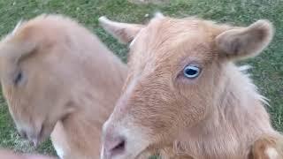 Nigerian Dwarf Goats Run for Potato Chips!