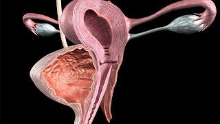 Human Physiology - Hormonal Secretion during the Luteal Phase