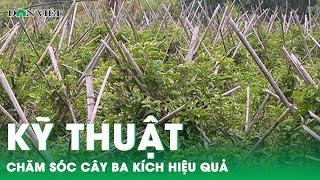 Bí mật kỹ thuật chăm sóc cây ba kích đạt hiệu quả cao | Báo điện tử Dân Việt