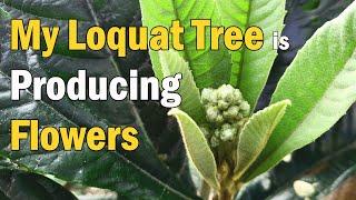 Why My Air Layered Loquat Tree Is Producing Tons of Flowers | Loquat Flower Buds in Blooming Season