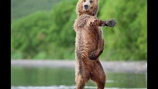 Funny Dancing Animals Compilation