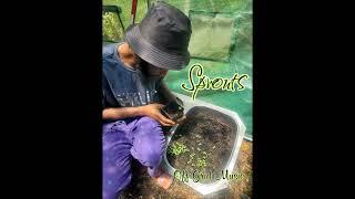 Sprouts  #music #offgrid #typebeat @jayscope5428 Check out their beats 