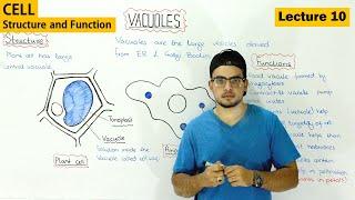 Vacuole Structure and function | Video 10