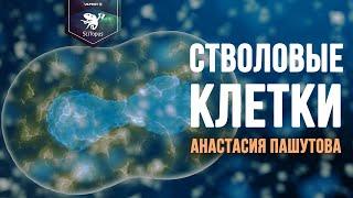 Стволовые клетки. Анастасия Пашутова. Лекторий SciTopus