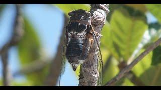 Как стрекочут цикады, Греция (Cicada, Greece, Kerkyra/Corfu)