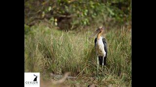 Adjutant basking in the morning sun | Yala National Park | Animal Wildlife