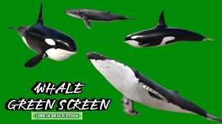 WHALE GREEN SCREEN ANIMATION NO COPYRIGHT