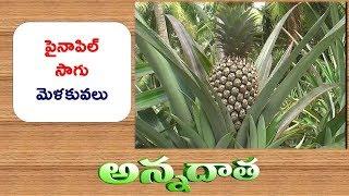 Tips For Pineapple Cultivation || ETV Annadata