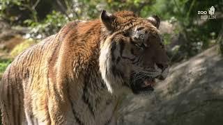 Reich der Jäger eröffnet im Zoo Berlin - Empire of Cats opens at Zoo Berlin