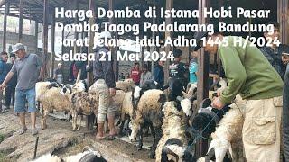 Update Harga Domba di Istana Hobi Pasar Domba Tagog Padalarang Bandung Barat Jelang Idul Qurban