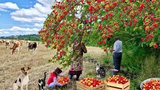 Натуральные Напитки из Диких Фруктов на Зиму. Жареная Зеленая Фасоль.