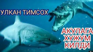 Энг катта ва хавфли тимсох Хайвонлар хакида #тимсохлар #дахшатли