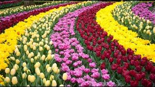 DER KEUKENHOF IN HOLLAND - Der wohl schönste und bunteste Frühlings-Blumen-Park der Welt! TEIL 1