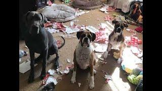  Who made the mess?!  Funny video with dogs, cats and kittens! 