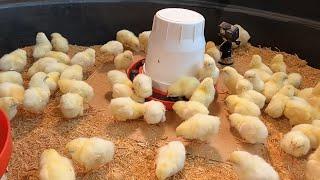 Everything you need to know about raising baby chickens, simple, easy and fun