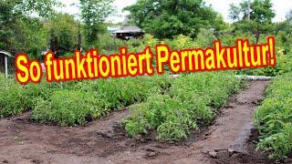 Permakultur Garten anlegen - Was ist Permakultur? Vorteile & Nachteile von Permakultur