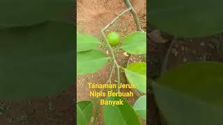 Tanaman Jeruk Nipis Berbuah Lebat#pupuk gandasil B