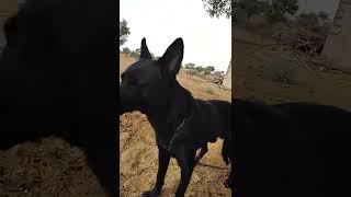 black German shepherd dog coco ‍‍