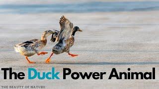 The Spiritual Power of Ducks: Exploring the Symbolism and Meaning of the Duck Power Animal