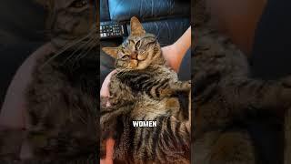 Are Cats Dangerous To Pregnant Women?