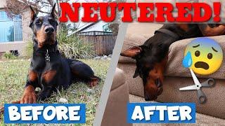 How Your Doberman Will Change After Neutering—Behavior Changes