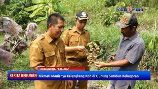 Nikmati Manisnya Kelengkeng Itoh di Gunung Sumbun Kebagoran