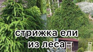 СТРИЖКА ЕЛИ ИЗ ЛЕСА