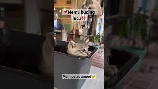 ‼️Nemu Anak Kucing Kampung Lucu Banget ️ PART 1‼️ #cat #cutecat #kucing #anakkucinglucu